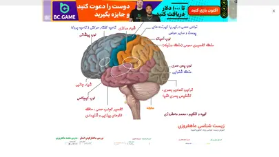اسکرین شات سایت زیست شناسی ماهفروزی –  آموزش زیست شناسی پایه، کنکورو المپیاد - تحلیل رتبه و سئو
